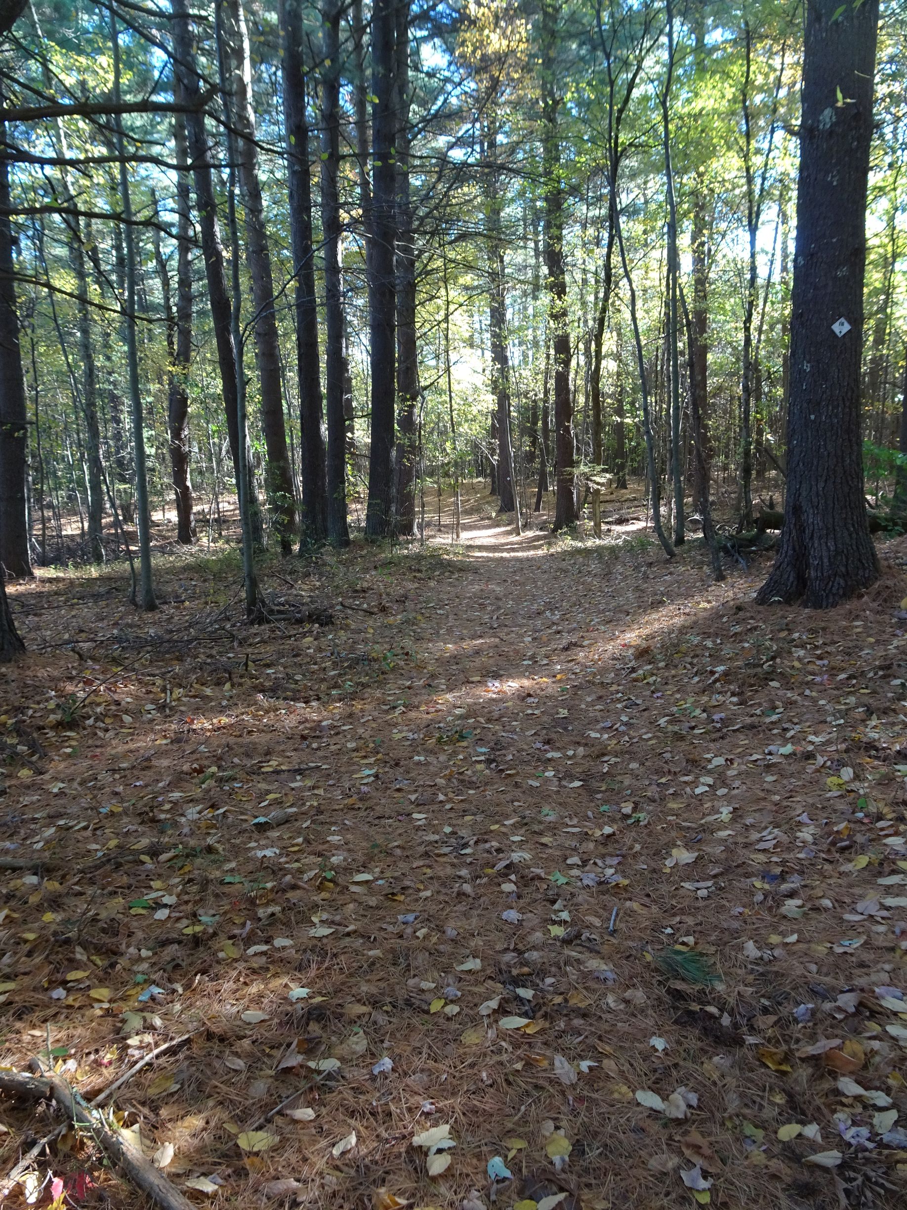 Wide open woodland path covered with pine needles